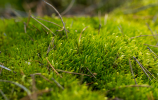 Beyond the Bog: Peat's Skin-Enhancing Secrets Revealed