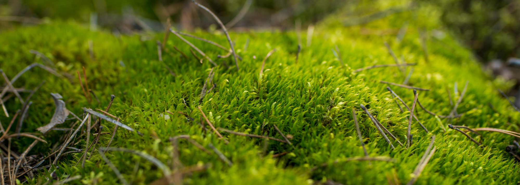 Beyond the Bog: Peat's Skin-Enhancing Secrets Revealed